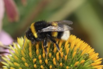 Garden bumblebee (Bombus hortorum)