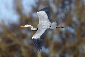 Grey heron, heron, (Ardea cinerea), animals, birds, heron, aerial photograph, Luisenpark, Mannheim,
