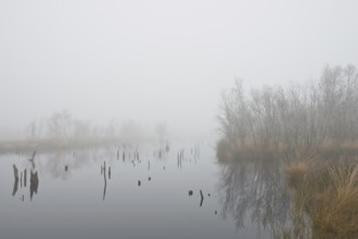 Moor in the fog