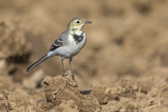 White wagtail, (Motacilla alba), BTiere, birds, family of wagtails and pipits, Steglarp, Vellinge,