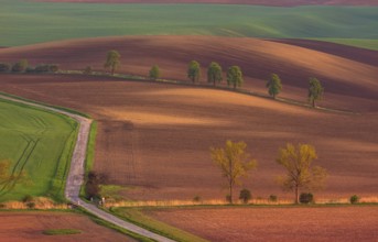Rural abstract landscape with chestnut alley in South Moravia, Czech Republic, Europe