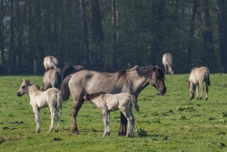 Two foals with an adult horse on a green meadow near a forest, dülmen, westphalia, münsterland,