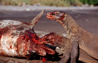 Komodo dragons eat dead dolphin, Varanus komodoensis, Rinca, Komodo National Park, Indonesia, Asia