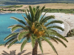 Beach landscape with a large palm tree in the foreground, turquoise sea and rolling hills in the