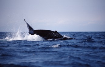 Humpback whale fluke, Megaptera novaeangliae, Silverbanks, Caribbean Sea, Dominican Republic,