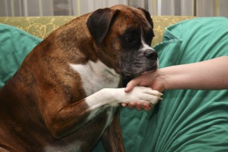 Handshaking with a dog