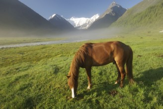 Horse among green grass in nature. Brown horse. Grazing horses in the village