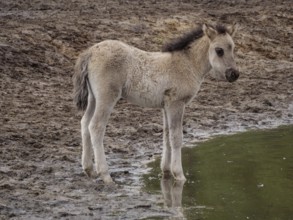 Foal stands on the muddy bank of a small body of water and looks curiously, merfeld, münsterland,