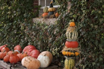 Pumpkins stacked in front of an overgrown wall, autumnal atmosphere, weseke, münsterland, germany