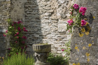 Monastery garden in the cloister, roses and lichen on the church wall