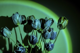 Pink colored tulip flower in neon light on green gradient background in the night light.