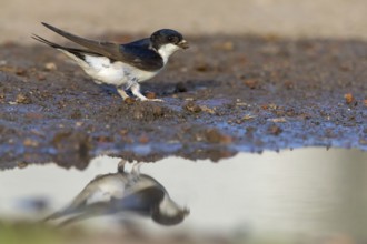 House martin, (Delichon urbica), animals, birds, swallows, seeks nesting material, mud, clay,