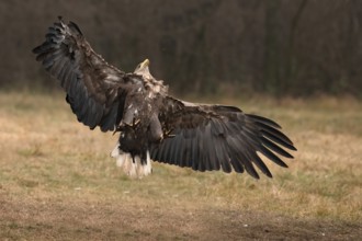 Haliaeetus albicilla, white taled eagle, Poland, Europe