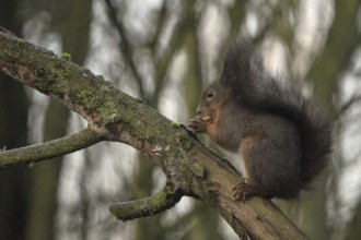 Sciurus vulgaris, italy