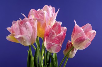 Beautiful blooming pink tulips flowers on a blue background. Flower head close-up, Odessa, Ukraine,
