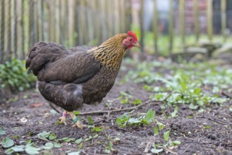 Dwarf Wyandotte