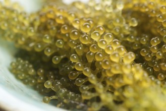 Caulerpa lentillifera seaweed is a species of bryopsidale green algae