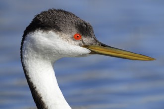 Racing grebe, Aechmophorus occidentalis, portrait, Arizona, USA, North America