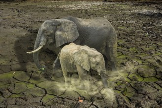 The last surviving elephants on cracked earth background. concept of endangered, love, survival,
