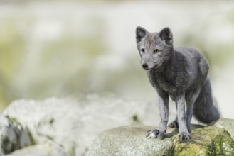 Arctic fox (Vulpes lagopus)