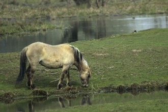 Konik wild horse (equus ferus caballus)