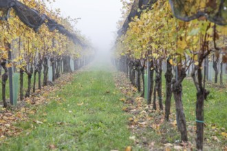 Autumn fog in the vineyard, near St. Andrä-Höch, Sausal, Styria, Austria, Europe