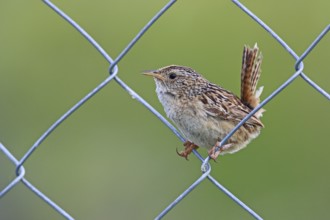 Sedge Wren, Cistothorus stellaris, Patagonia, Argentina, South America