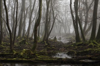 Quarry forest in Bavaria