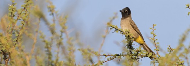 Yellow-breasted Bulbul, Songbird, True Bulbul, (Pycnonotus xanthopygos), Vallombrosa Bulbul,