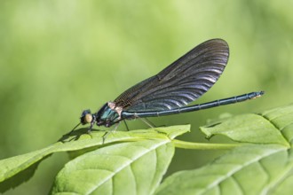 Magnificent dragonfly, Calopterygidae, female