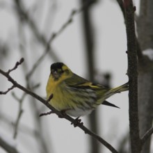 Siskin (Carduelis spinus)