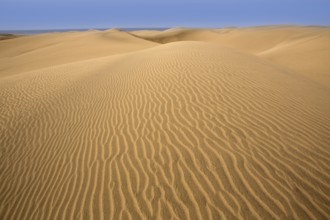 Desert dunes sand in Maspalomas Oasis Gran Canaria at Canary islands