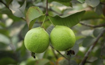 Two ripe guavas hang side-by-side, their vibrant green skin promising a sweet and tangy taste,