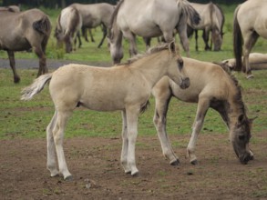 Two foals standing next to each other and looking at a green meadow, merfeld, North