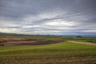 View of field divided into sectors by wheat varieties