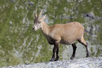 Alpine ibex, Capra ibex