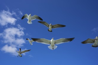 Seagulls sea gulls group flying on blue sky in Caribbean sea