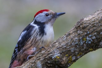 Middle spotted woodpecker (Leiopicus medius) resting on a sloping tree branch, oak forest,