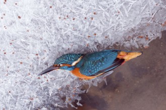 A dead kingfisher (Alcedo atthis) frozen to death in winter, animals, birds, kingfishers, Hesse,