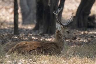 Sambar (Cervus unicolor), roe deer, horse deer, noble deer, resting in the shade, Kanha National