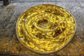 Plate with the cocoons of silkworm in a silkworm farm waiting for butterflies to born and begin