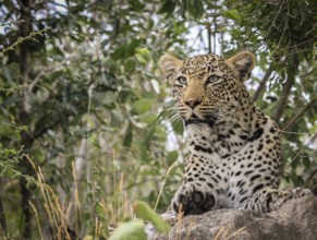 Starring Leopard in the Sabi Sands, South Africa, Africa