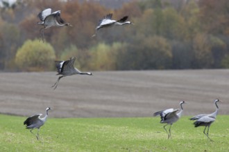 Crane (Grus grus)