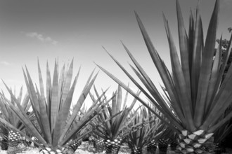 Agave tequilana plant to distill Mexican tequila liquor