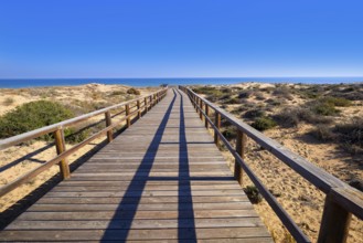El Carabassi beach dunes in Elx Elche of Alicante in Spain at Costa Blanca also Carabasi