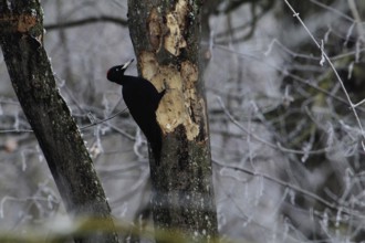 Black Woodpecker, Dryocopus martius, Black Woodpecker