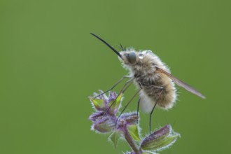 Woolly hoverfly, Bombyliidae