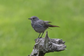 Black redstart standing on tree stump looking left