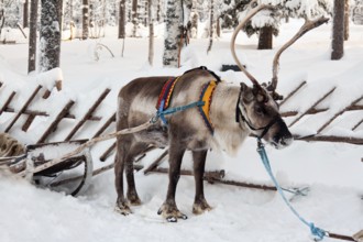 Reindeer and sleigh in winter forest