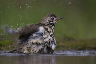 Mistle thrush (Turdus viscivorus)